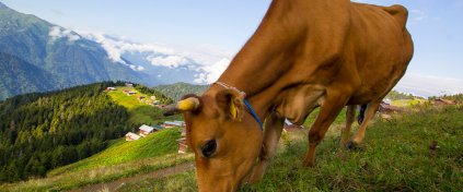 GÜNÜBİRLİK POKUT- SAL YAYLASI TURU